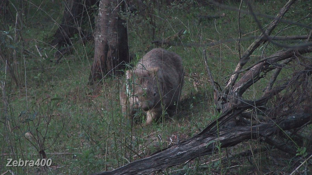 27-Wombat comes out for a photoshoot at Yalwal.JPG